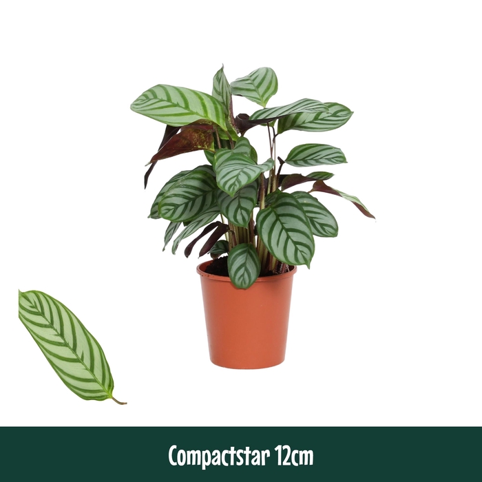 <h4>Calathea 12cm Compactstar (Ctenanhte) - Living</h4>
