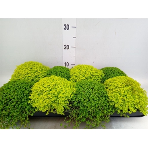 Soleirolia soleirolii   ...mix 2
