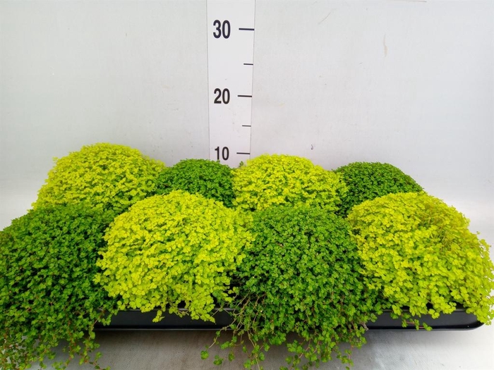 <h4>Soleirolia soleirolii   ...mix 2</h4>