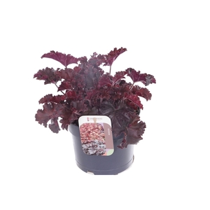 Heuchera Melting Fire