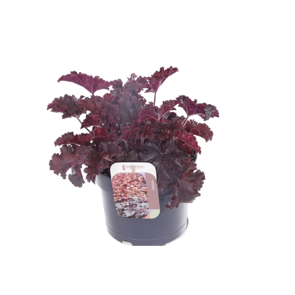 <h4>Heuchera Melting Fire</h4>