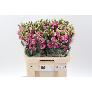 Eus G Rosi Rose Pink