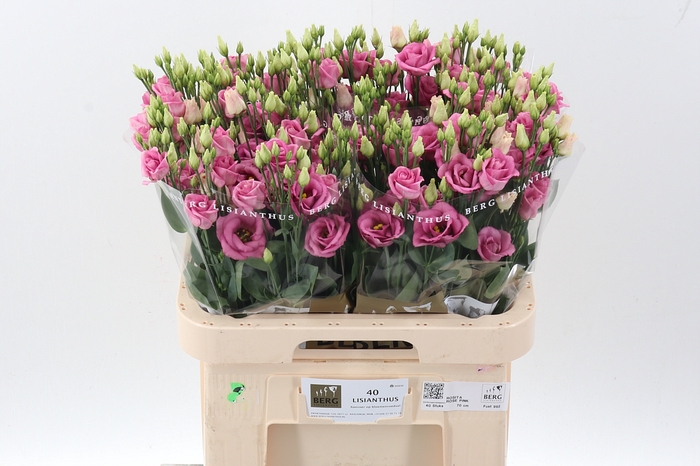<h4>Eus G Rosi Rose Pink</h4>