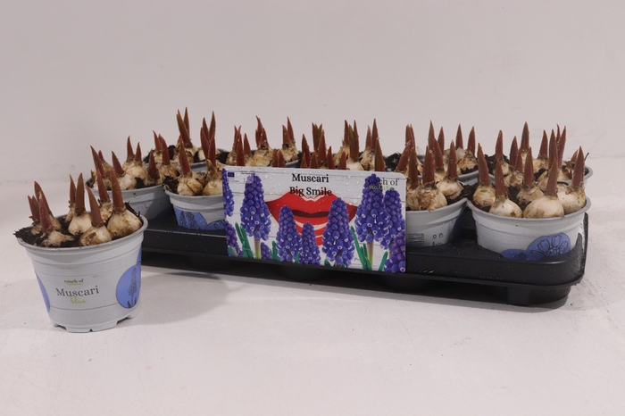 <h4>MUSCAR BIG SMILE</h4>