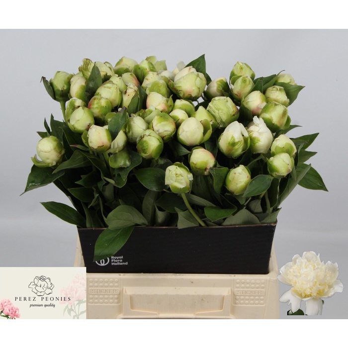 <h4>PAEO L BRIDAL SHOWER</h4>