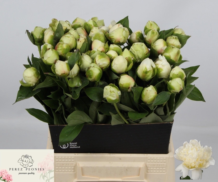 PAEO L BRIDAL SHOWER