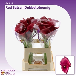 Calla Red Salsa | Dubbelbloemig