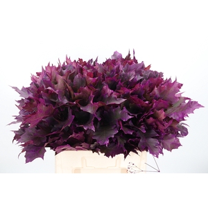 Quercus Kl Bh Erika