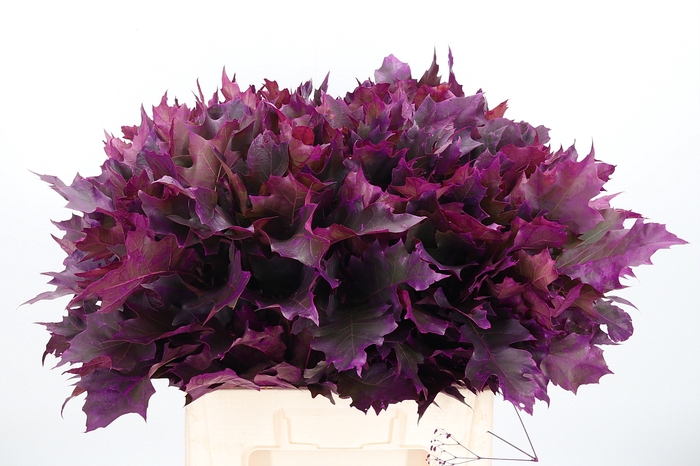 <h4>Quercus Kl Bh Erika</h4>