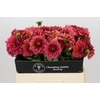 Dahlia Salmon Runner