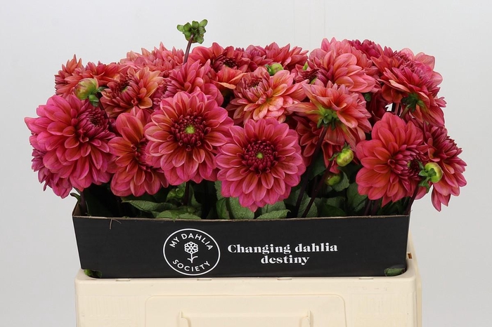 Dahlia Salmon Runner
