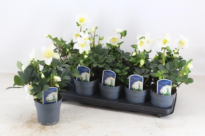 <h4>HELL NI CHR CAROL</h4>