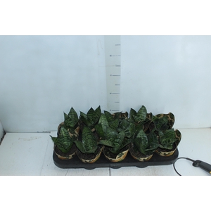 SANSEVIERIA SILVER HAHNII P11