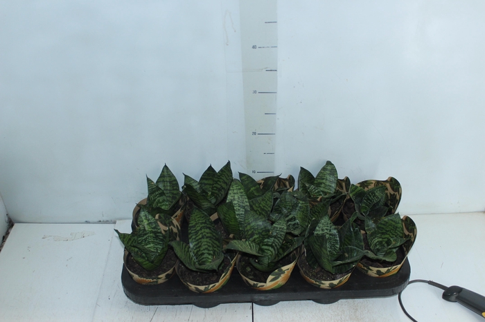 <h4>SANSEVIERIA SILVER HAHNII P11</h4>