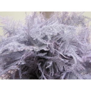 Asp 1e Veer Lavendel