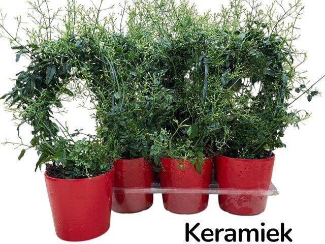 <h4>JASM POLYANTHUM WIT</h4>