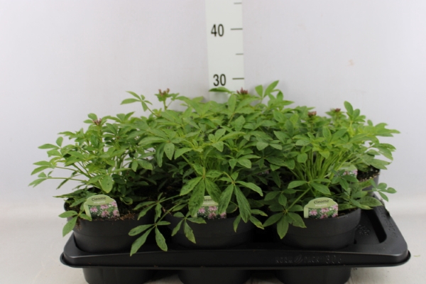 <h4>Cleome</h4>