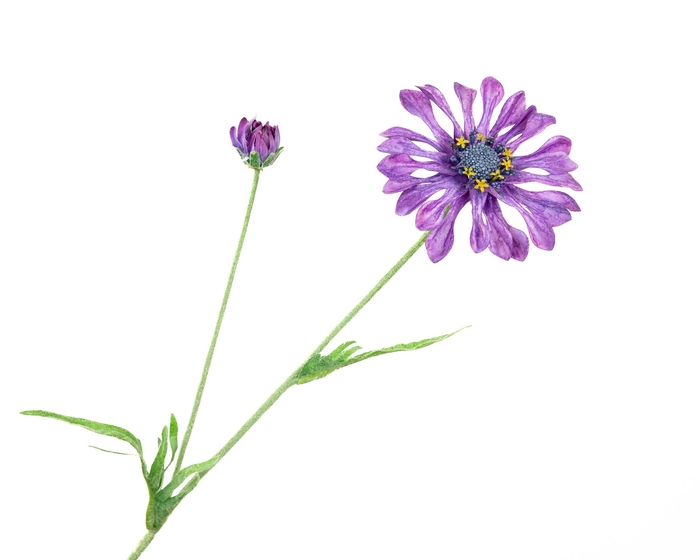 <h4>Centaurea Korenbloem Purple</h4>