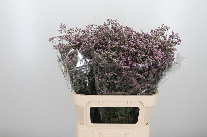 <h4>Lim Saf Oshi Pink</h4>