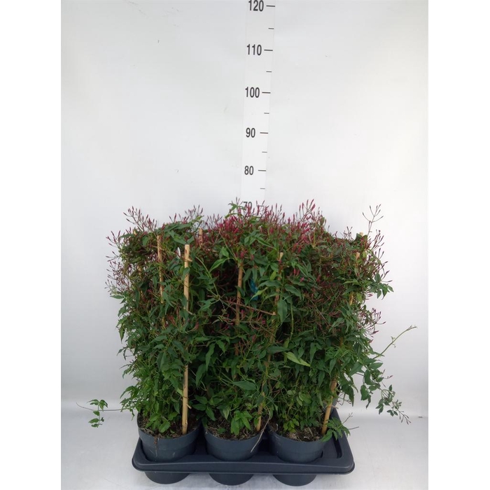 <h4>Jasminum polyanthum   ...rose</h4>