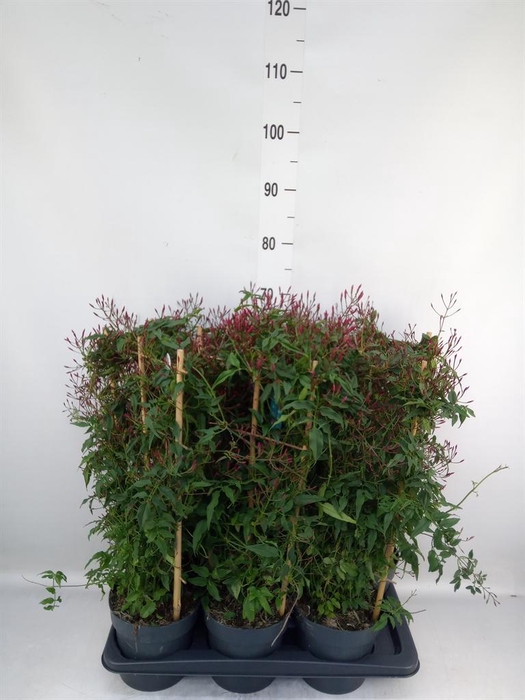 <h4>Jasminum polyanthum   ...rose</h4>