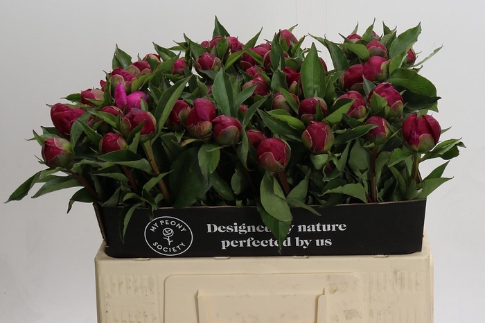 <h4>Paeonia White Cap</h4>