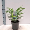 Liriope muscari