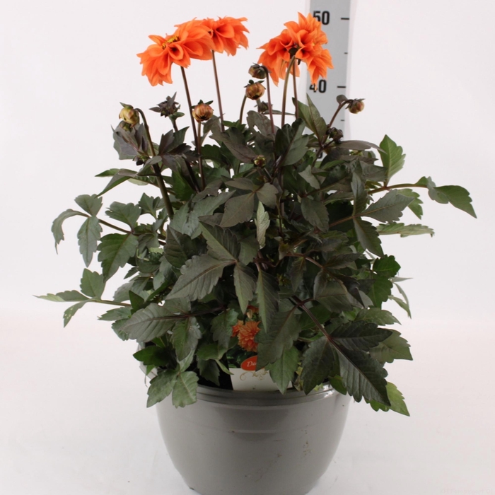<h4>DAHL GARDEN D ORANGE</h4>