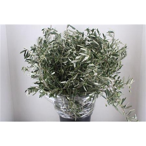 OLIJF 500GRAM XXL P BUNCH