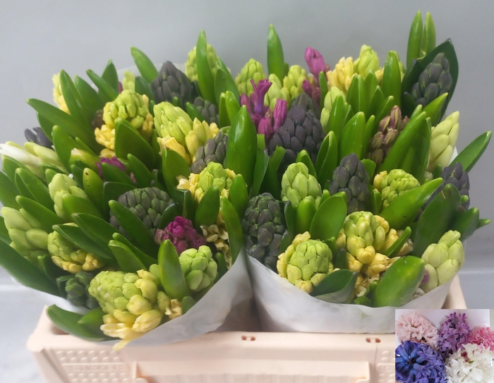 <h4>HYAC GEM 4 KLEUREN</h4>