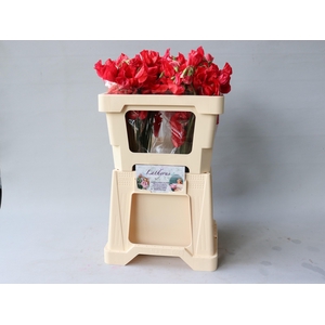 LATHYR PARFUM RED