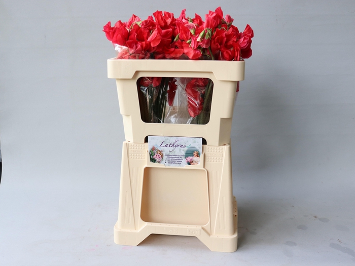 <h4>LATHYR PARFUM RED</h4>