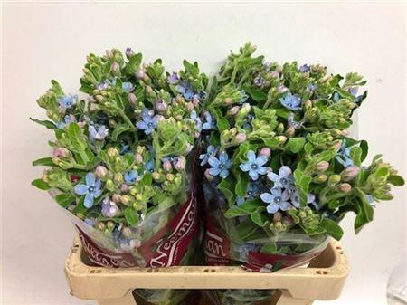 <h4>Oxy Co Tan Pure Blu</h4>