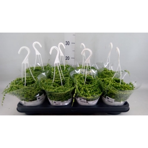Senecio rowleyanus