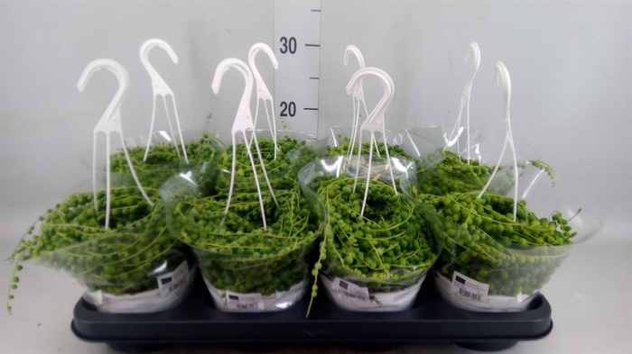 <h4>Senecio rowleyanus</h4>