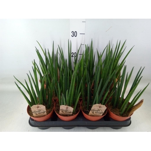 Sansevieria bacularis