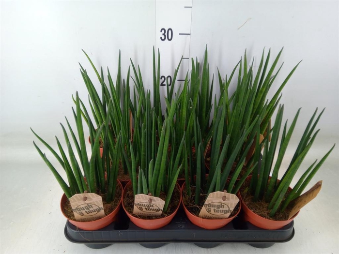 <h4>Sansevieria bacularis</h4>