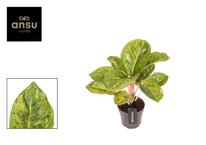 <h4>Aglaonema overig</h4>