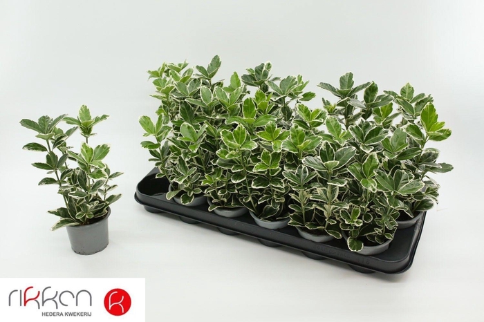 <h4>EUONYMUS JAP KATHY</h4>