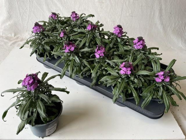 <h4>ERYS CHEIRI</h4>