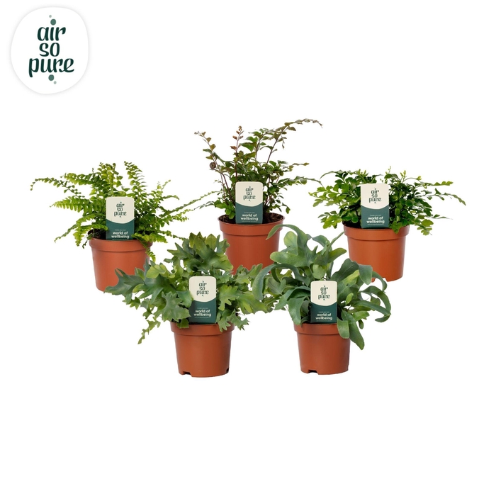 <h4>Varenmix - Air So Pure</h4>