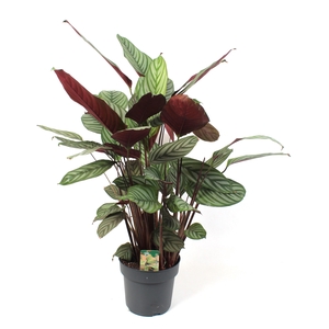 Ctenanthe Oppenheimiana 21 cm