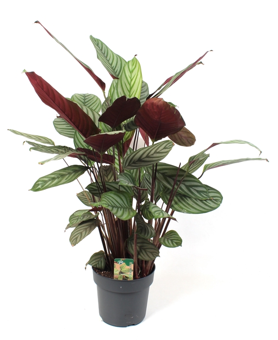 <h4>Ctenanthe Oppenheimiana 21 cm</h4>