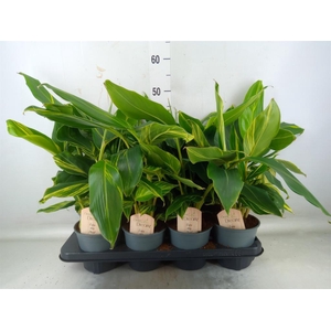 Alpinia zerumbet 'Variegata'