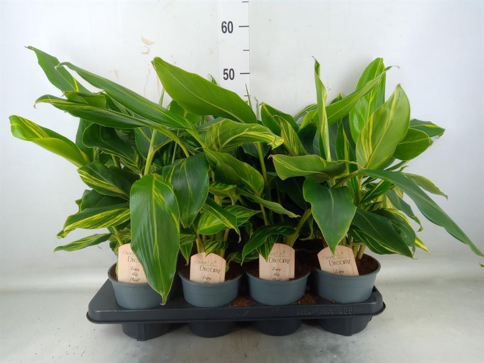 <h4>Alpinia zerumbet 'Variegata'</h4>