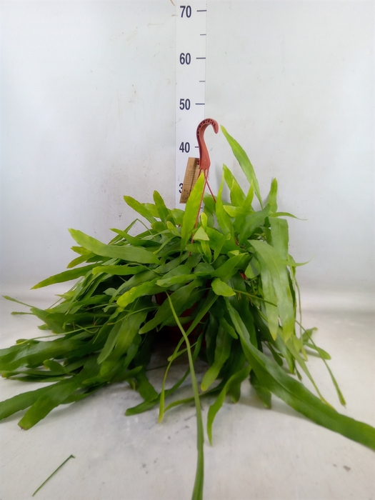 <h4>Epiphyllum   ...</h4>