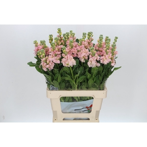 Matthiola Lucinda Cream