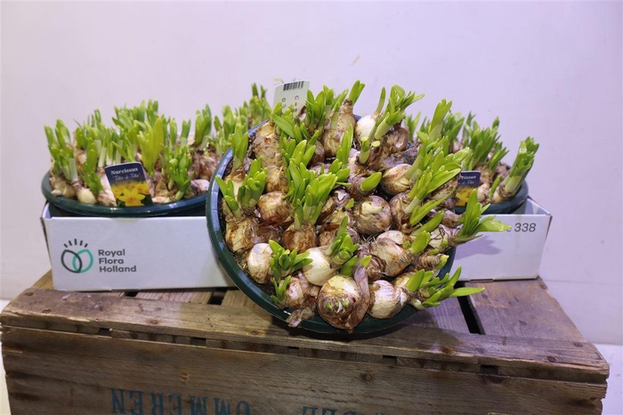 <h4>Narc O Tete A Tete</h4>