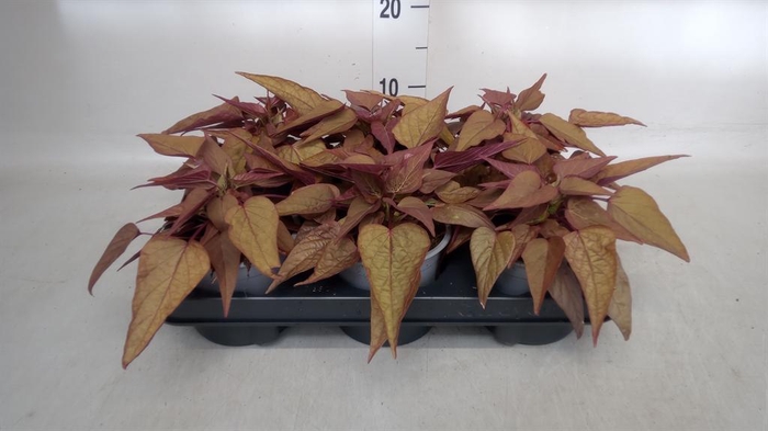 <h4>Ipomoea batatas  'Pot Beauregard'</h4>