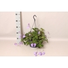Hangpotten 23 cm Streptocarpus